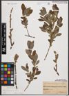 Foto von Salix cinerea L.